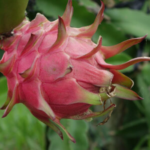 Dragon Fruit