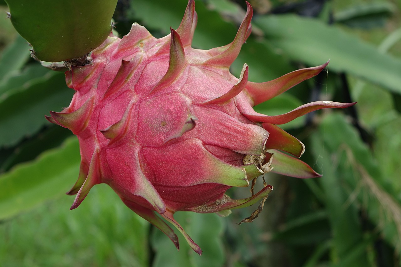 Dragon Fruit