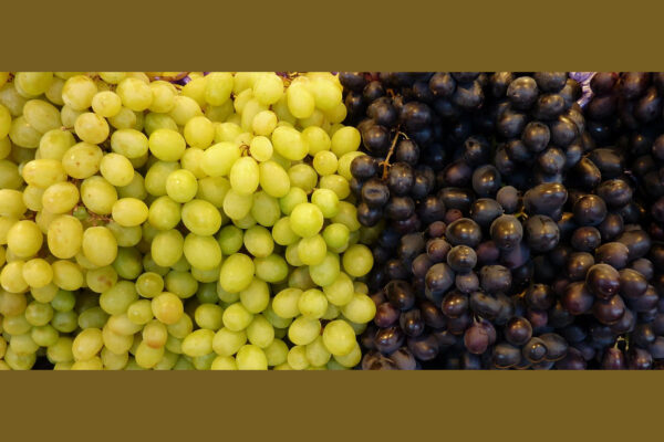 Seedless Grapes