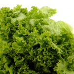 Green Coral Lettuce