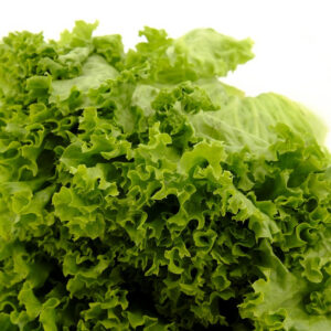 Iceberg Lettuce