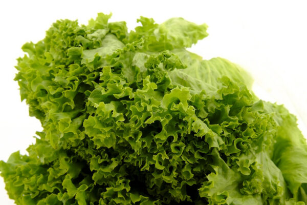 Green Coral Lettuce
