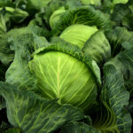 Green Cabbage