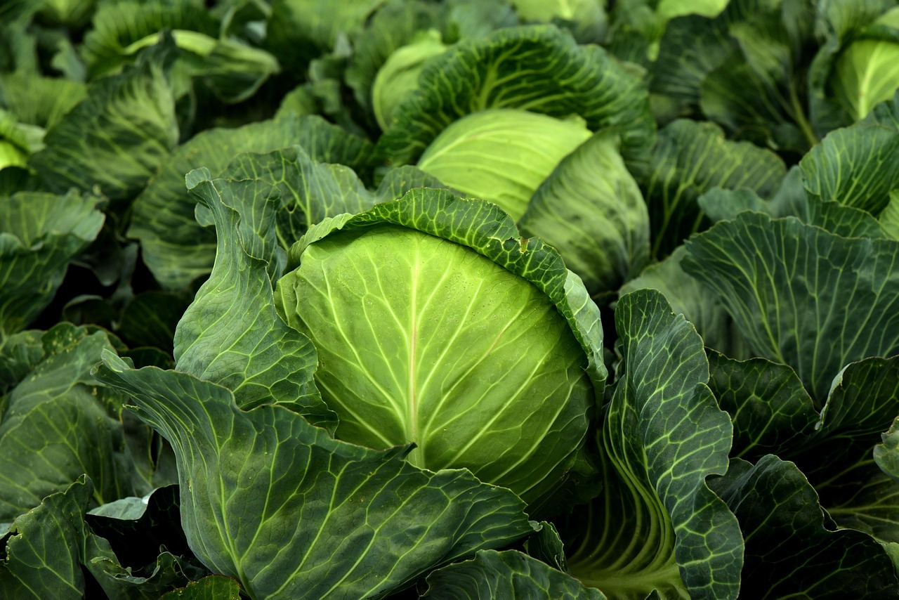 Green Cabbage