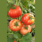 Beef Tomato