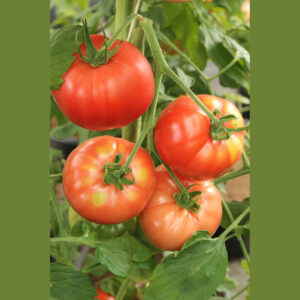 Beef Tomato