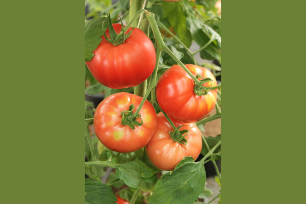 Beef Tomato