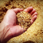Unpolished Rice