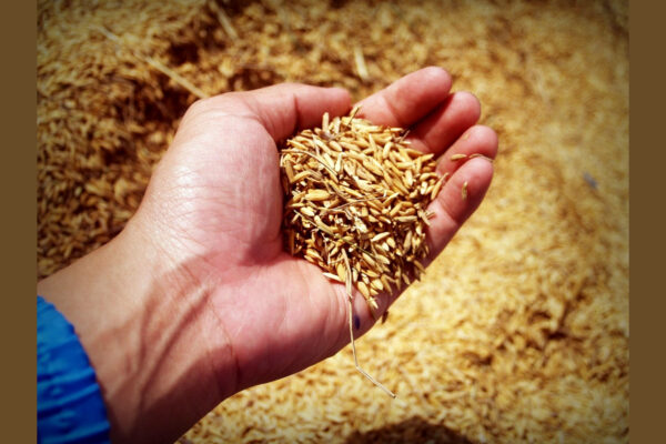 Unpolished Rice