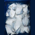 Pomfret