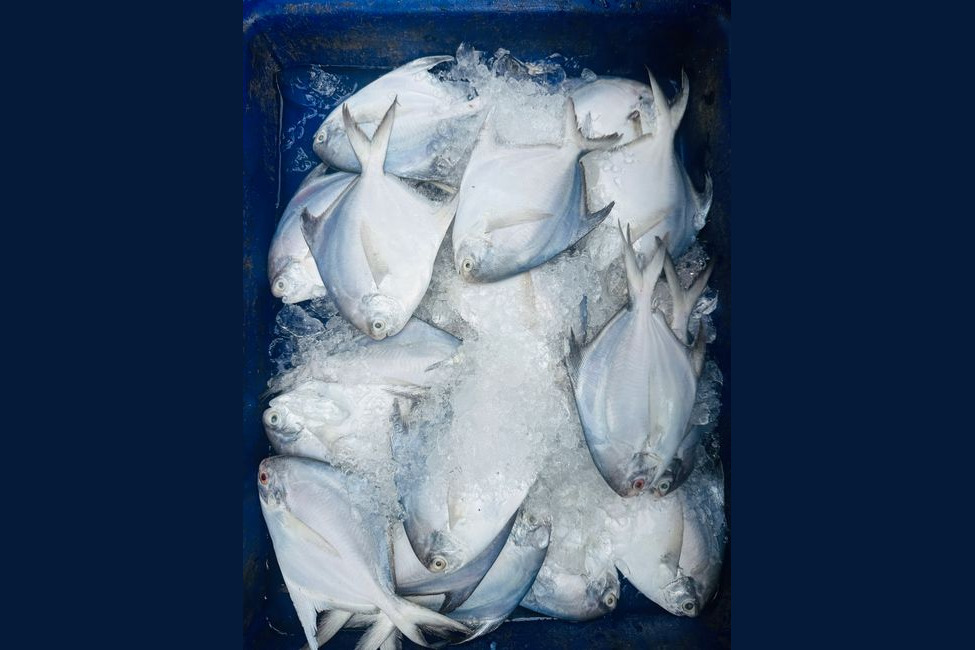 Pomfret