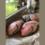 Red Snapper