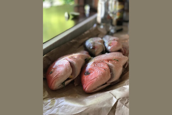 Red Snapper