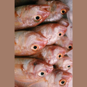 Threadfin