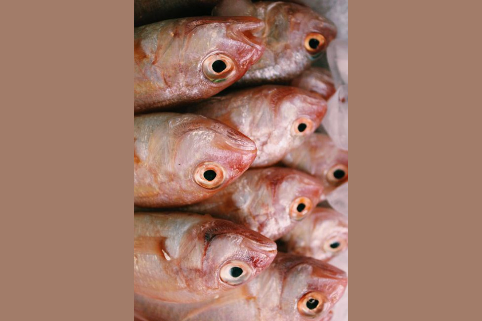 Whole Red Fish