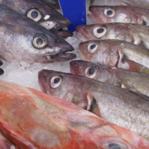 Mackerel Fillet