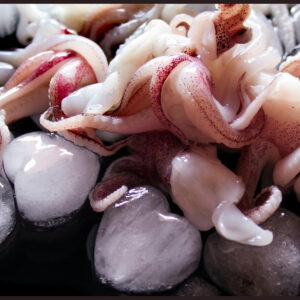 Squid