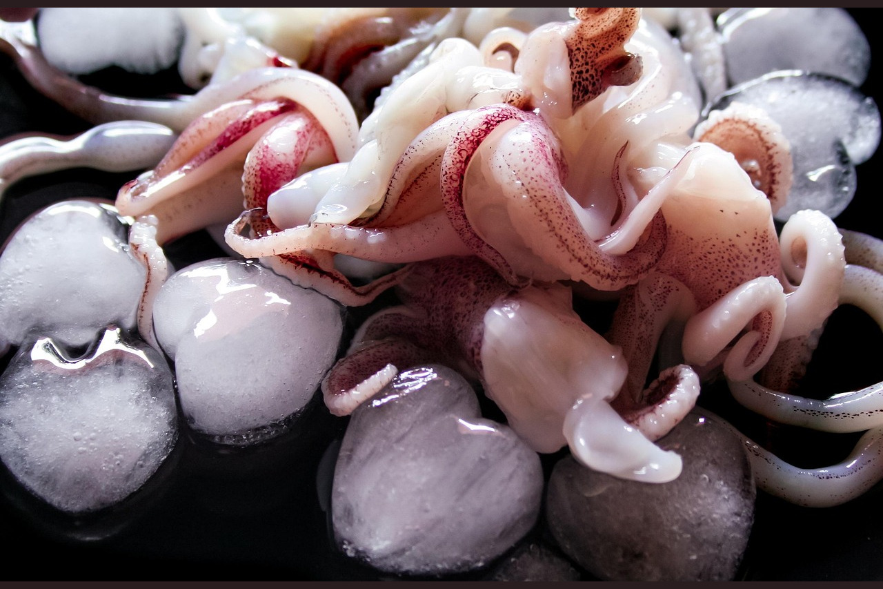 Squid