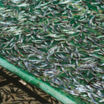 Dried Anchovy