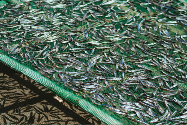 Dried Anchovy