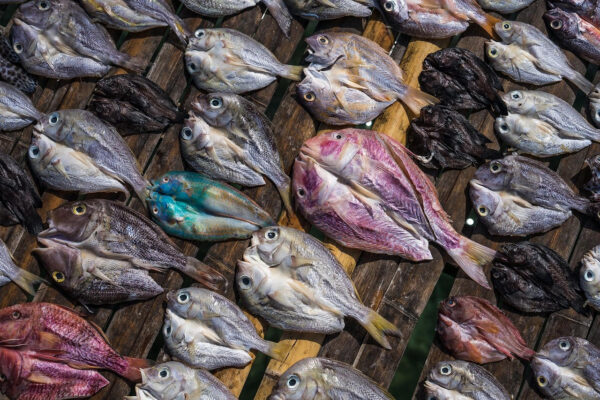 Salted Fish