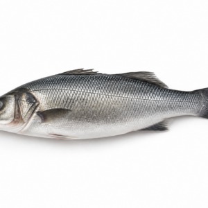 Sea Bass