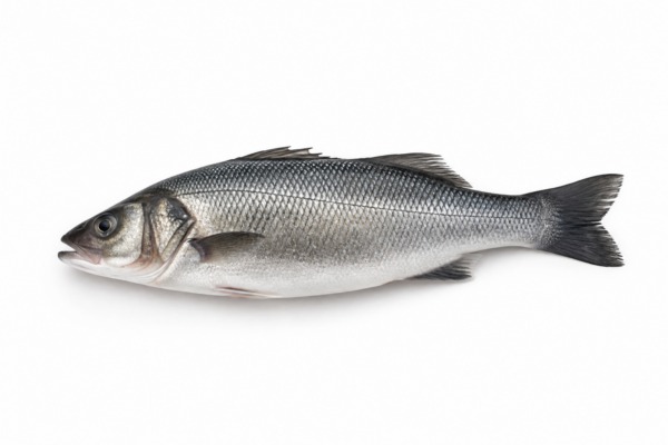 Sea Bass