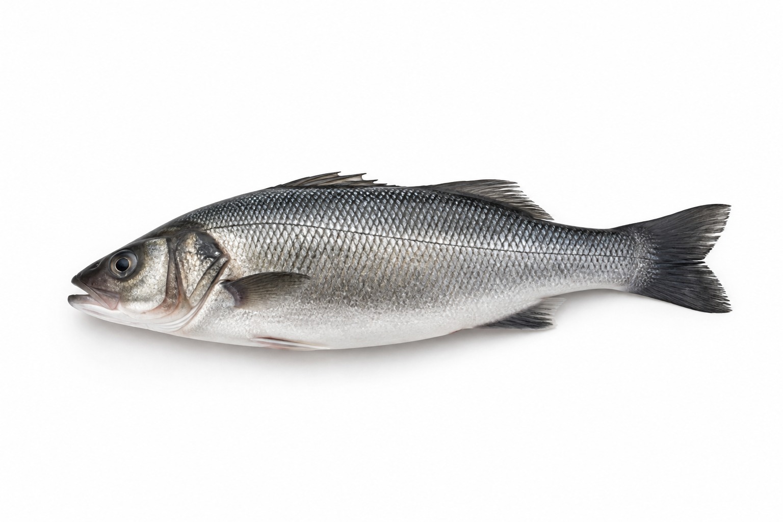 Sea Bass