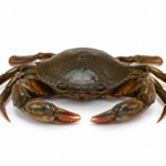 Mud Crab