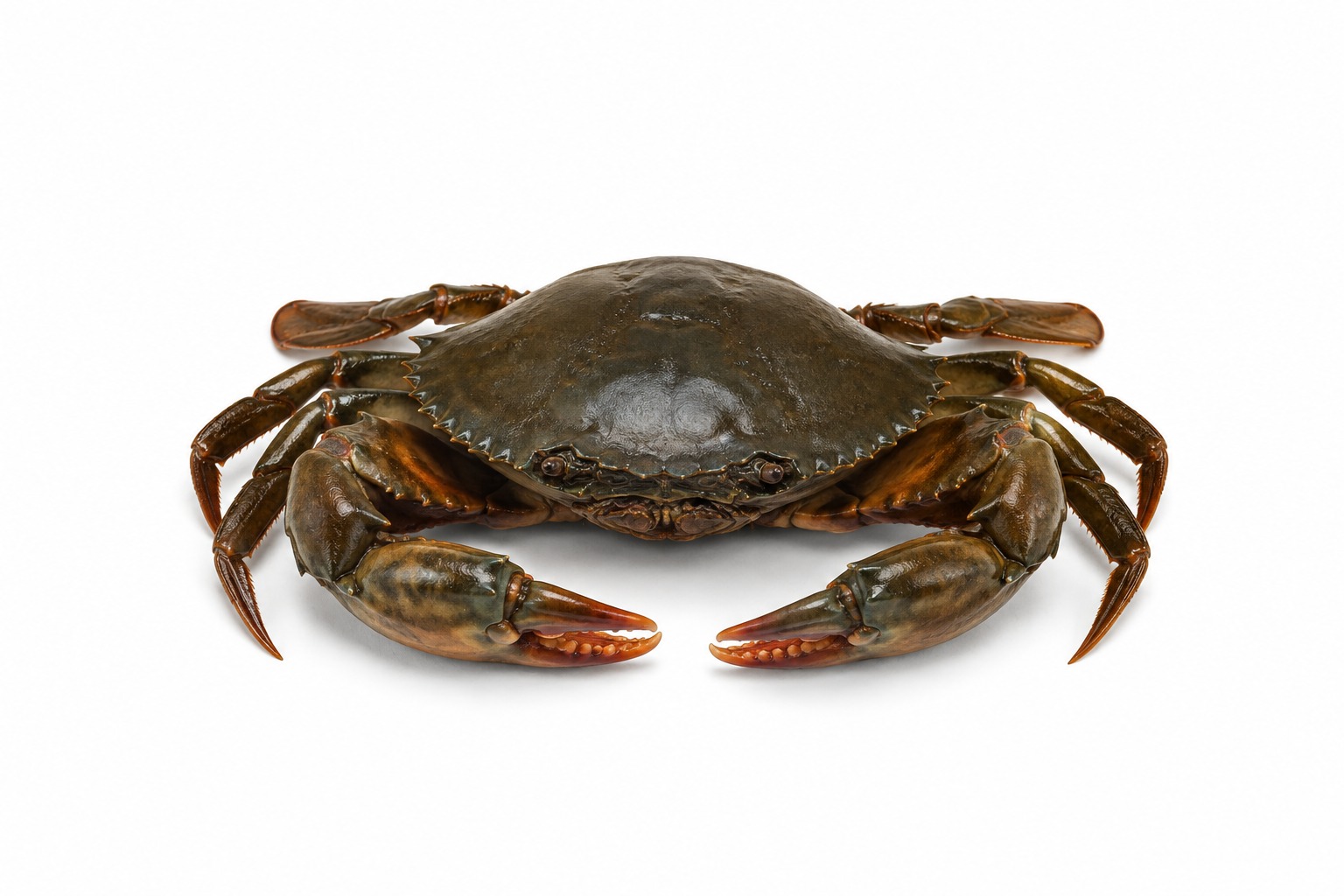 Mud Crab